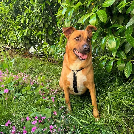 아파트 Casa Anna - Piano T E Giardino 모데나